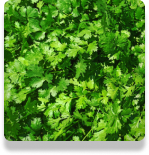 cilantro
