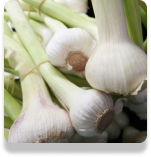 garlic