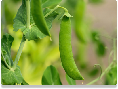 sugar snap peas